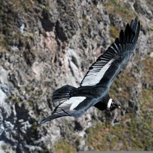 Cañón del Colca 1 día.